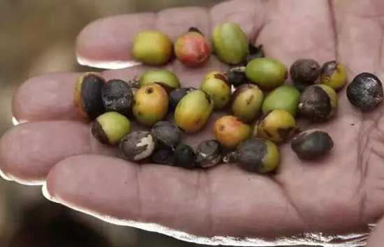 關(guān)于氣候變化對(duì)咖啡的影響，你需要知道這些