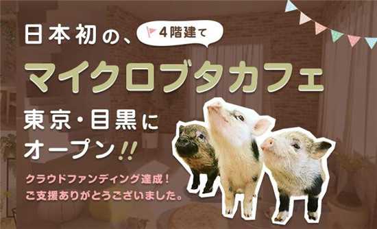 日本東京首家迷你豬咖啡館在目黑區(qū)開業(yè)
