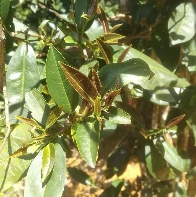 農(nóng)科院：南方山區(qū)發(fā)現(xiàn)幾乎不含咖啡因的茶樹，或制成更健康的茶飲