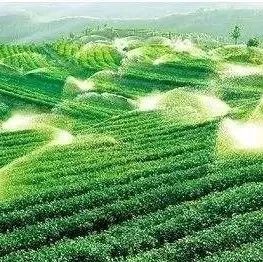 Coco都可的產(chǎn)品為什么厲害？這個(gè)茶園說出了部分秘密