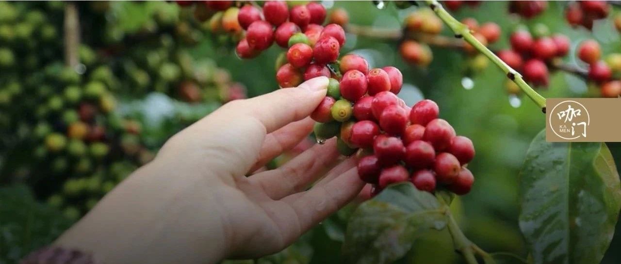 云南省咖啡行業(yè)協(xié)會“叫板”阿里，到底誰動了誰的蛋糕？