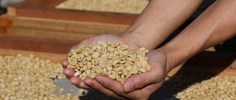 咖啡行業(yè)最危險(xiǎn)的工作，你造嗎？