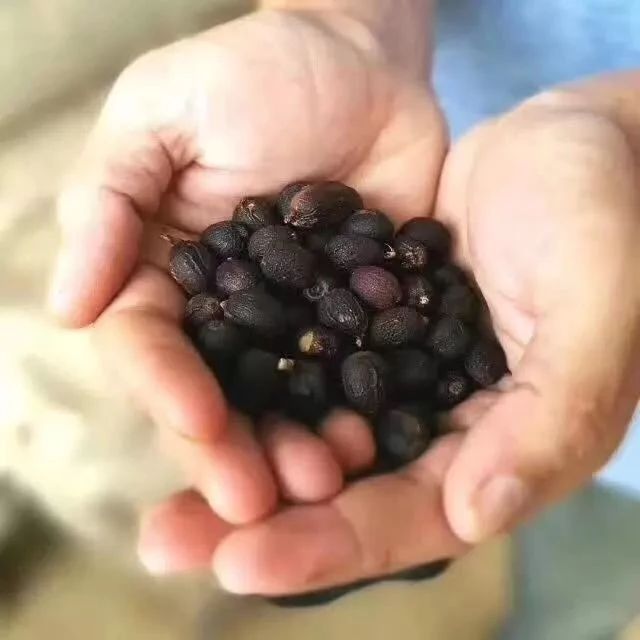 也門摩卡瑪塔莉  | 古法日曬，品嘗涅槃于戰(zhàn)火的古早摩卡風(fēng)味