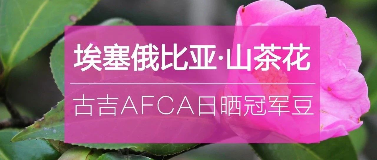 . 元購日曬冠軍豆？速度入手！