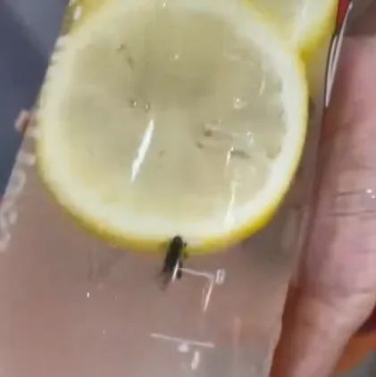 又有飲品喝出蟲！門店獲利元被罰萬元