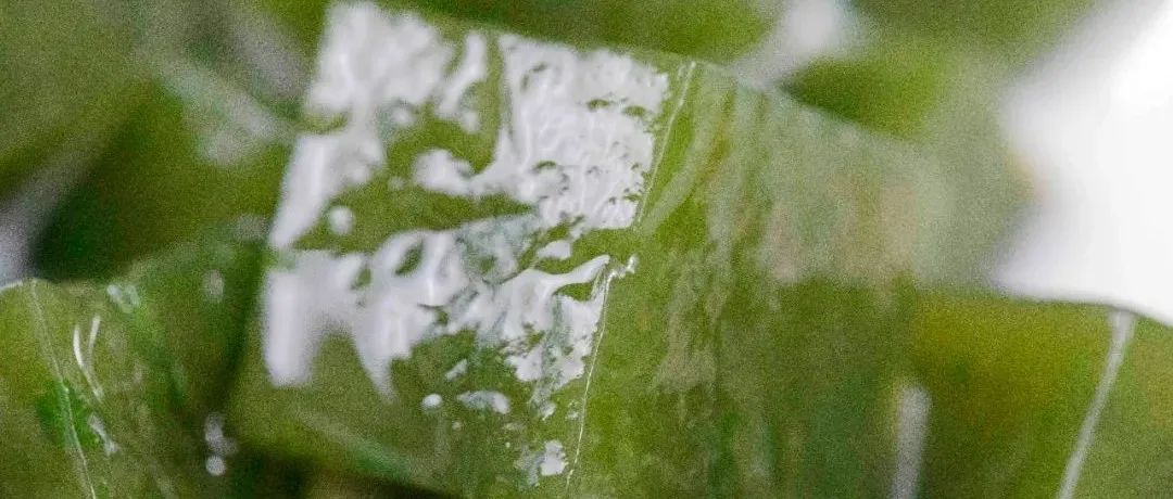 你敢信？路邊抓一把草，竟能做出解暑神器！